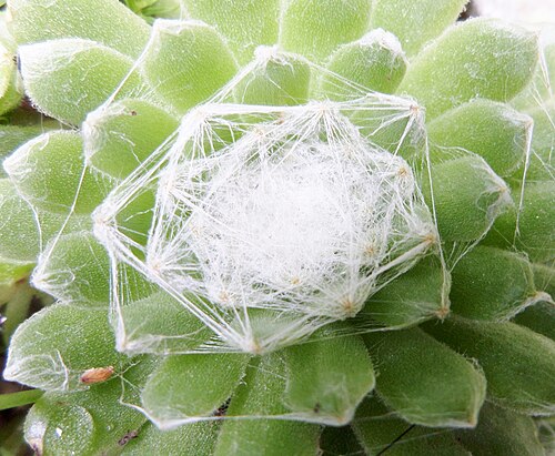 Sempervivum arachnoideum: House Leek (Sempervivum arachoideum) with protective hairs on leaves