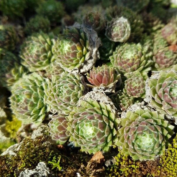 Sempervivum arachnoideum (Sempervivum arachnoideum)