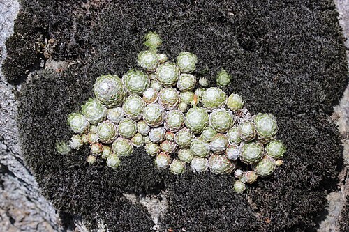 Sempervivum arachnoideum: Cobweb Houseleek - Sempervivum arachnoideum
