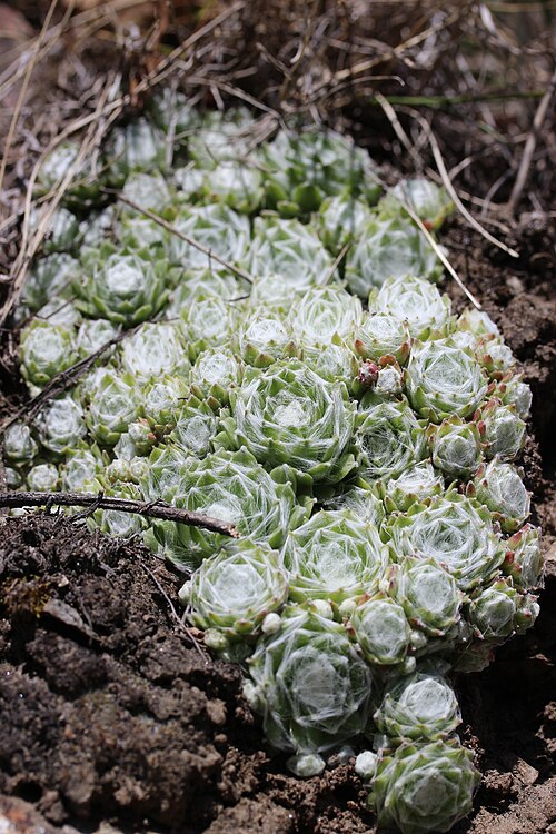 Sempervivum arachnoideum: Cobweb Houseleek - Sempervivum arachnoideum