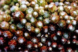 Sempervivum arachnoideum: Sempervivum arachnoideum subsp. arachnoideum, Foto: Manuel Werner, Nürtingen, GNU-FDL