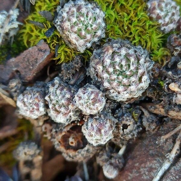 Sempervivum arachnoideum (Sempervivum arachnoideum)