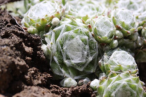 Sempervivum arachnoideum: Cobweb Houseleek - Sempervivum arachnoideum