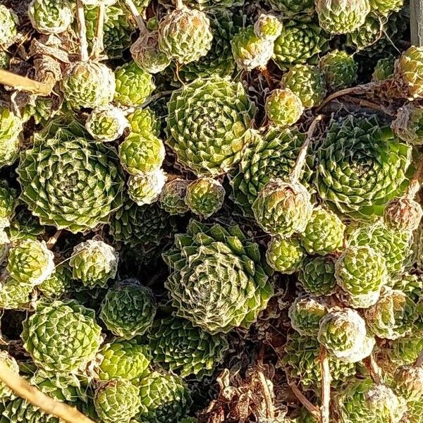 Sempervivum arachnoideum (Sempervivum arachnoideum)