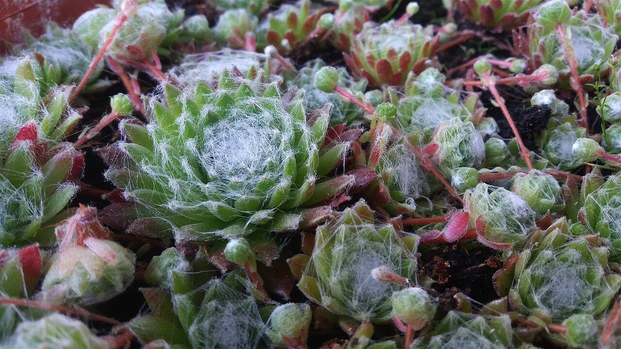 Sempervivum arachnoideum: Sempervivum arachnoideum