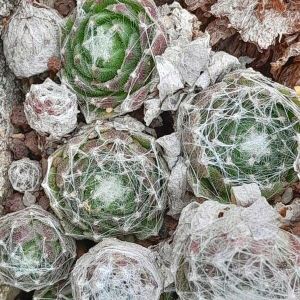 Sempervivum arachnoideum (Sempervivum arachnoideum)