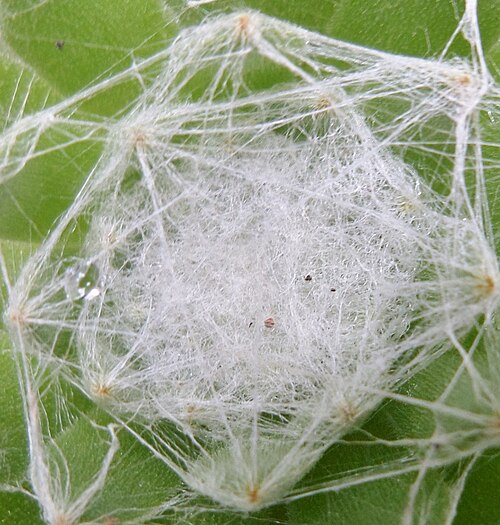 Sempervivum arachnoideum: House Leek (Sempervivum arachoideum) with protective hairs