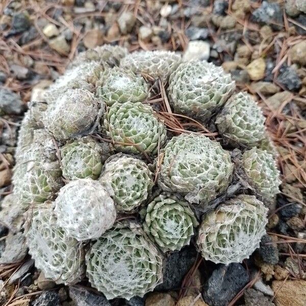 Sempervivum arachnoideum (Sempervivum arachnoideum)