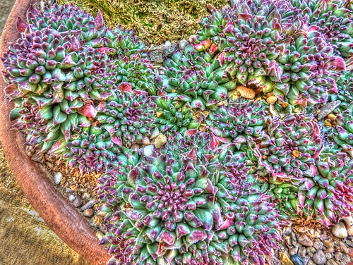 Sempervivum calcareum: Taken in the Cambridge University Botanic Garden .