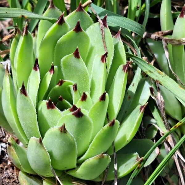 Sempervivum calcareum (Sempervivum calcareum)