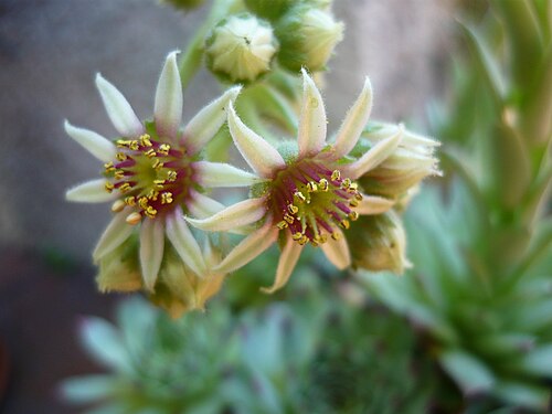 Sempervivum calcareum: Sempervivum calcareum , cultivado.