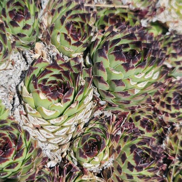 Sempervivum calcareum (Sempervivum calcareum)