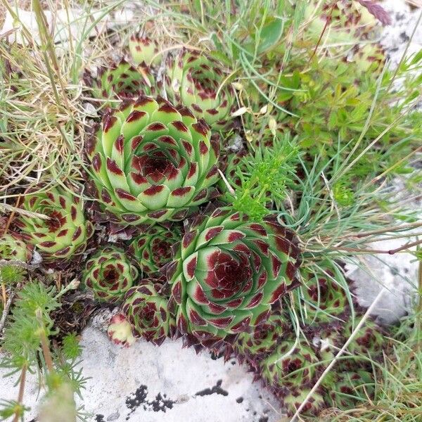 Sempervivum calcareum (Sempervivum calcareum)