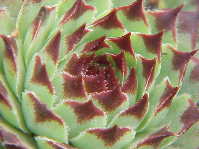Sempervivum calcareum: Species : Sempervivum calcareum Family : Crassulaceae Image No. 1