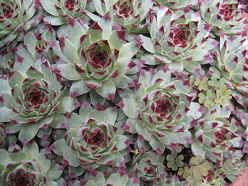 Sempervivum calcareum: Sempervivum calcareum , cultivado.
