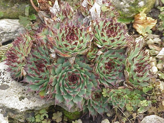 Sempervivum calcareum: a group of sempervivium calcareum growing