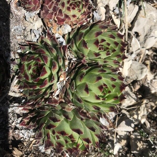 Sempervivum calcareum (Sempervivum calcareum)