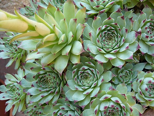 Sempervivum calcareum: Sempervivum calcareum , cultivado.