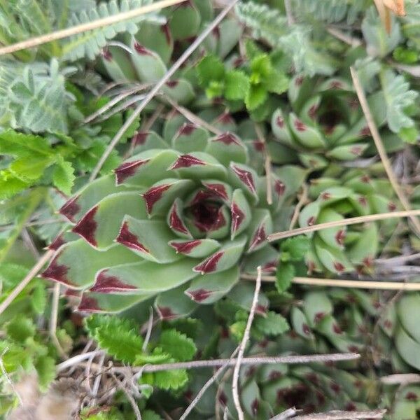 Sempervivum calcareum (Sempervivum calcareum)