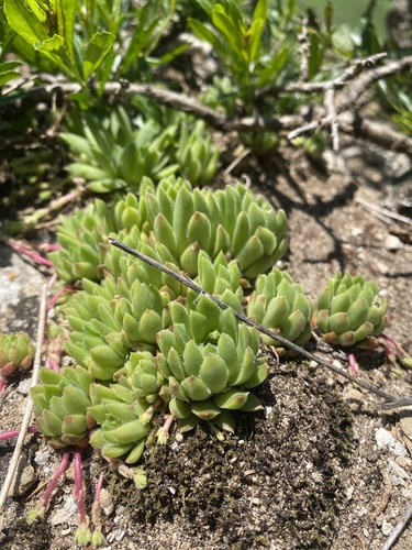 Sempervivum caucasicum (Sempervivum caucasicum)