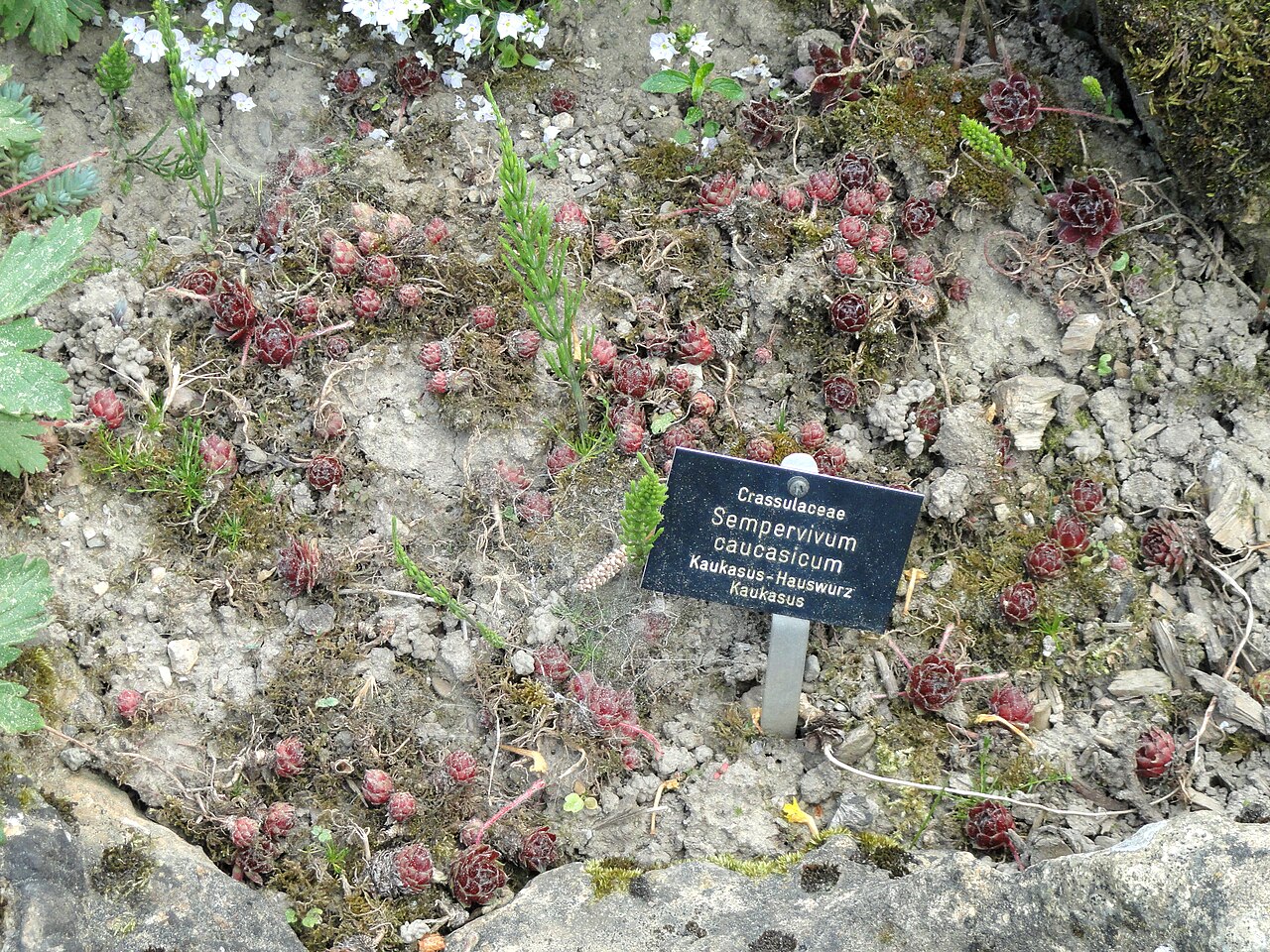 Sempervivum caucasicum: Sempervivum caucasicum specimen in the Botanischer Garten Freiburg, Freiburg im Breisgau, Baden-Württemberg, Germany.