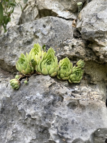Sempervivum caucasicum (Sempervivum caucasicum)