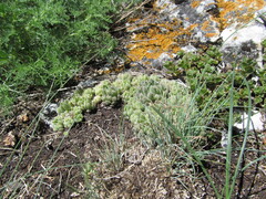 Sempervivum caucasicum (Sempervivum caucasicum)