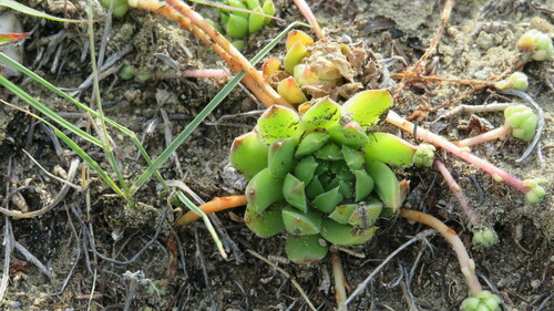 Sempervivum caucasicum (Sempervivum caucasicum)