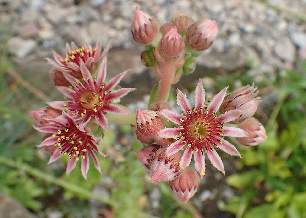 Sempervivum caucasicum: Sempervivum caucasicum in Arboretum Rogow, Poland