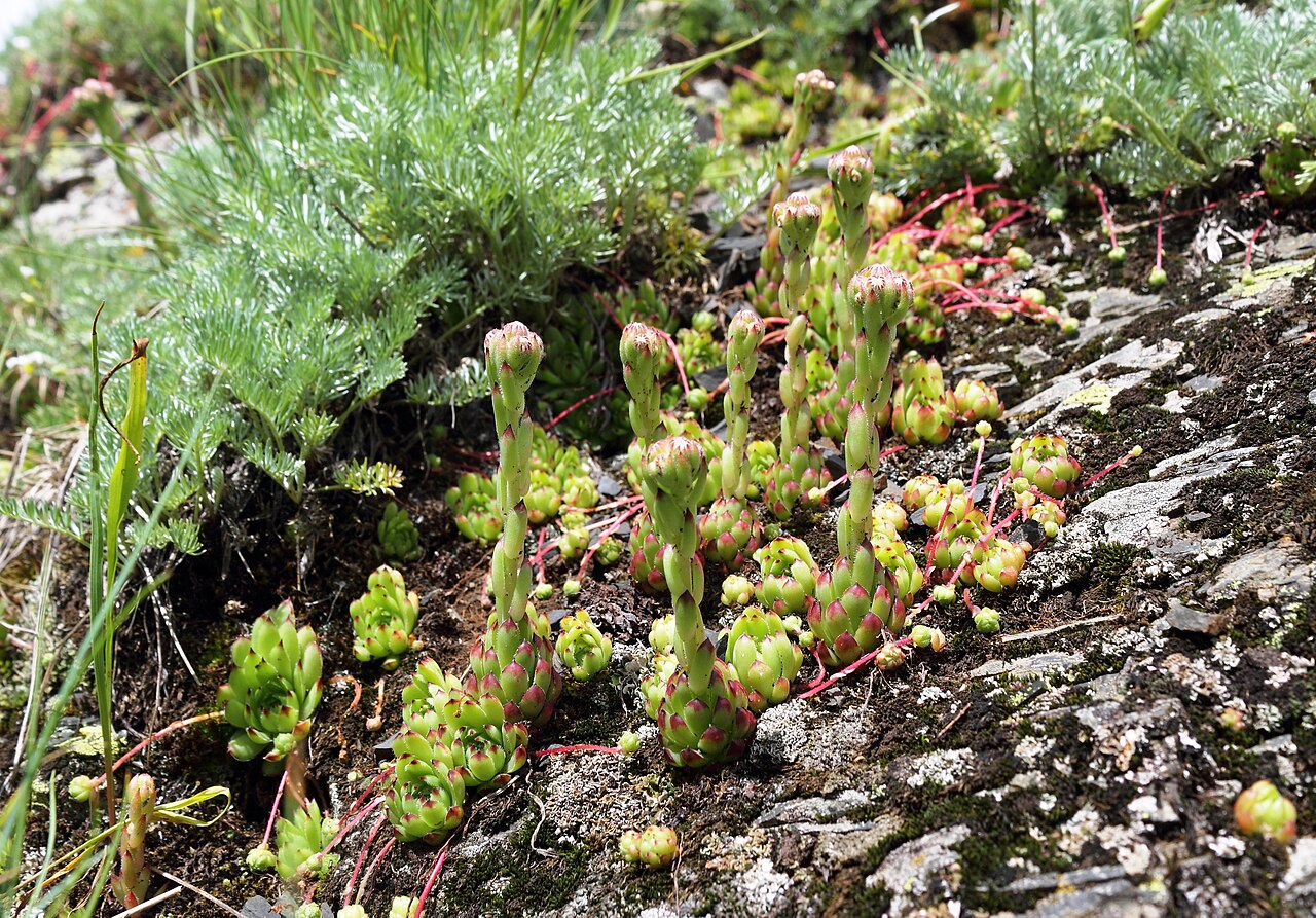 Sempervivum caucasicum: Sempervivum caucasicum ore Liveforever. Wild-growing plant. The picture taken on border of the Caucasian State Biosphere Nature Reserve in the natural boundary
