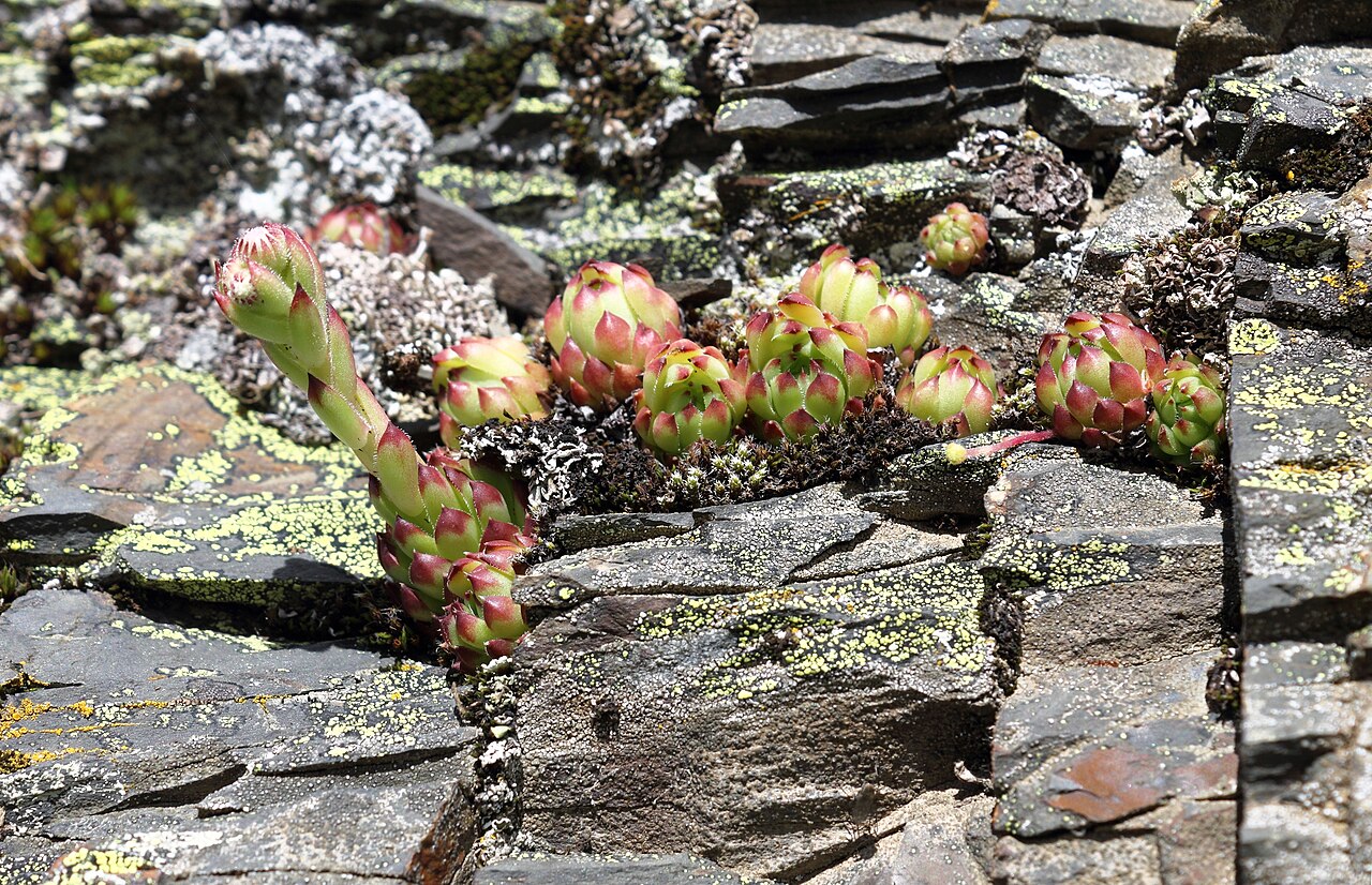 Sempervivum caucasicum: Sempervivum caucasicum ore Liveforever. The picture taken on border of the Caucasian State Biosphere Nature Reserve in the natural boundary Bear gate in vicinit