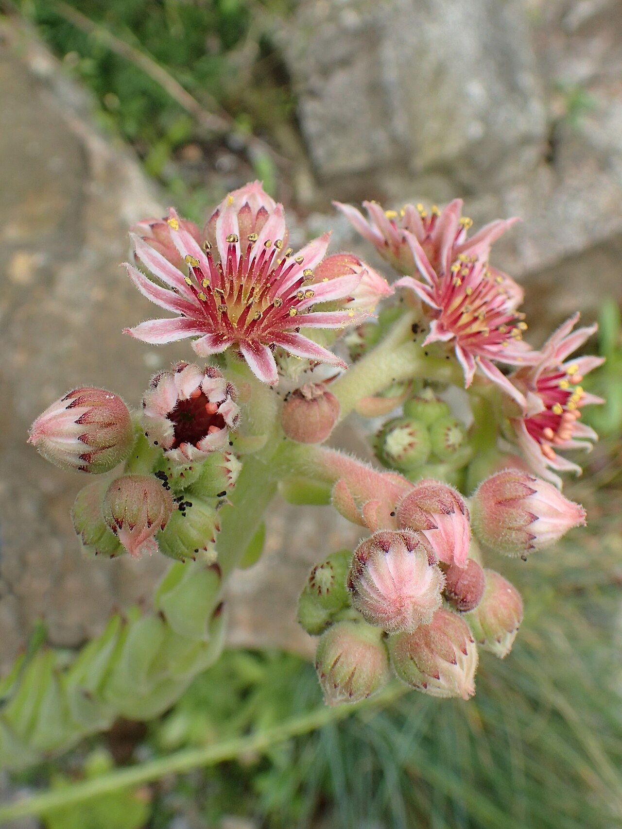 Sempervivum caucasicum: Sempervivum caucasicum in Arboretum Rogow, Poland
