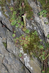 Sempervivum caucasicum (Sempervivum caucasicum)