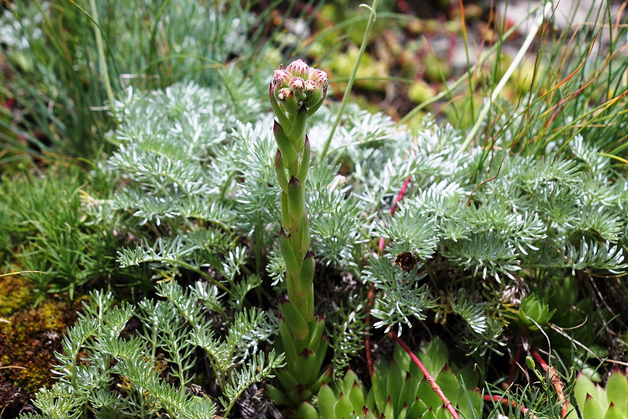 Sempervivum caucasicum: Sempervivum caucasicum ore Liveforever. The picture taken on border of the Caucasian State Biosphere Nature Reserve in the natural boundary Bear gate in vicinit