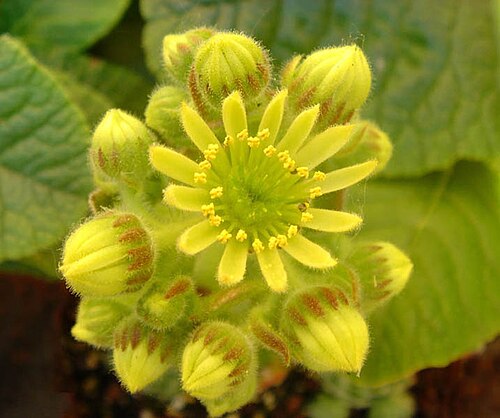 Sempervivum ciliosum: Sempervivum ciliosum var. borisii