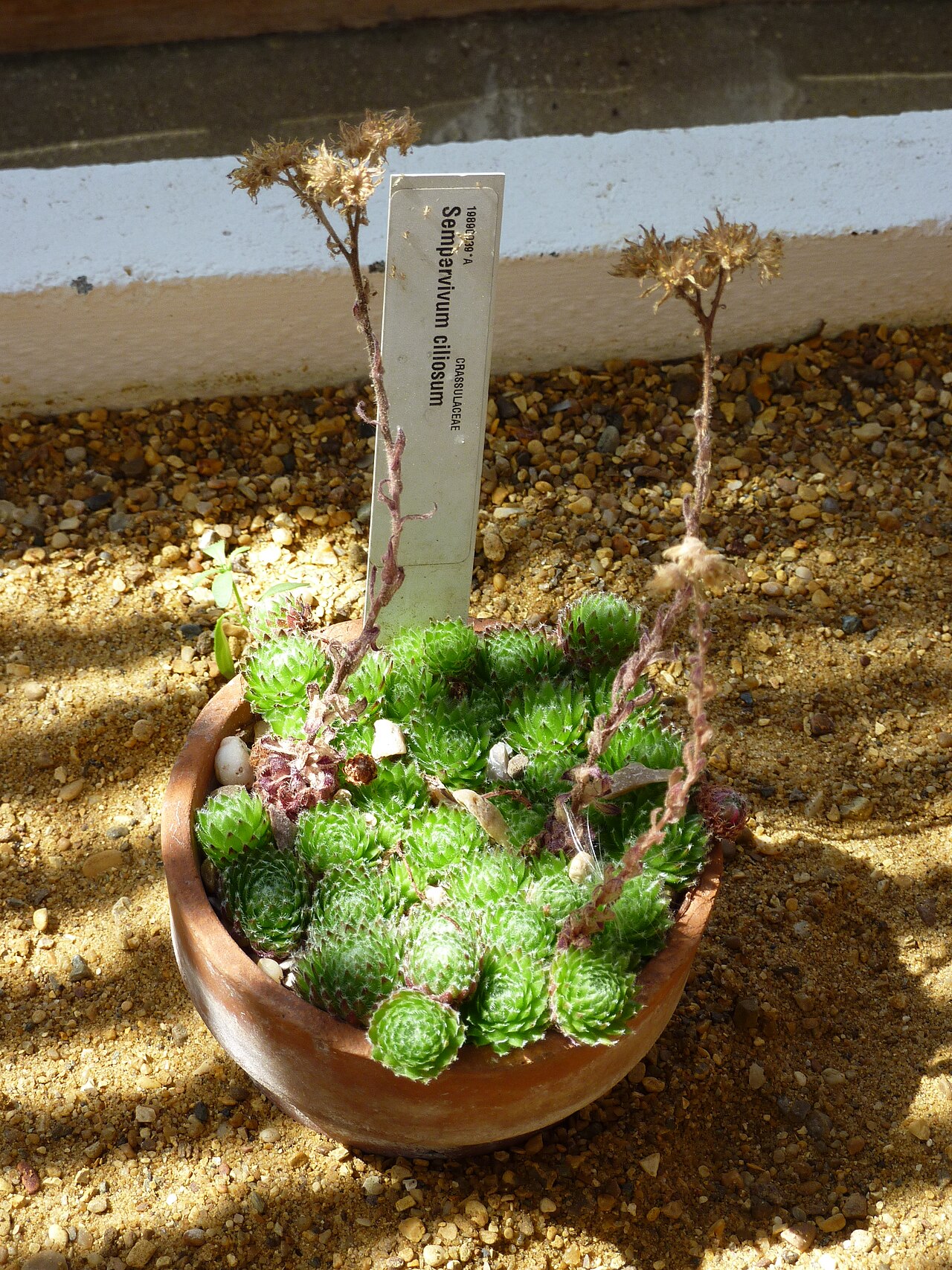 Sempervivum ciliosum: Taken in the Cambridge University Botanic Garden