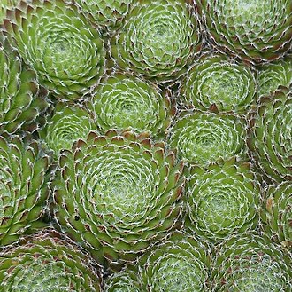 Sempervivum ciliosum: Sempervivum ciliosum