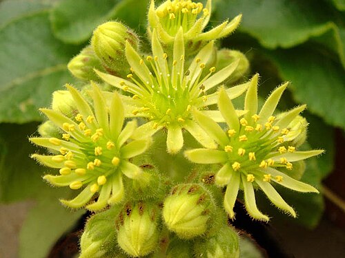 Sempervivum ciliosum: Sempervivum ciliosum var. borisii