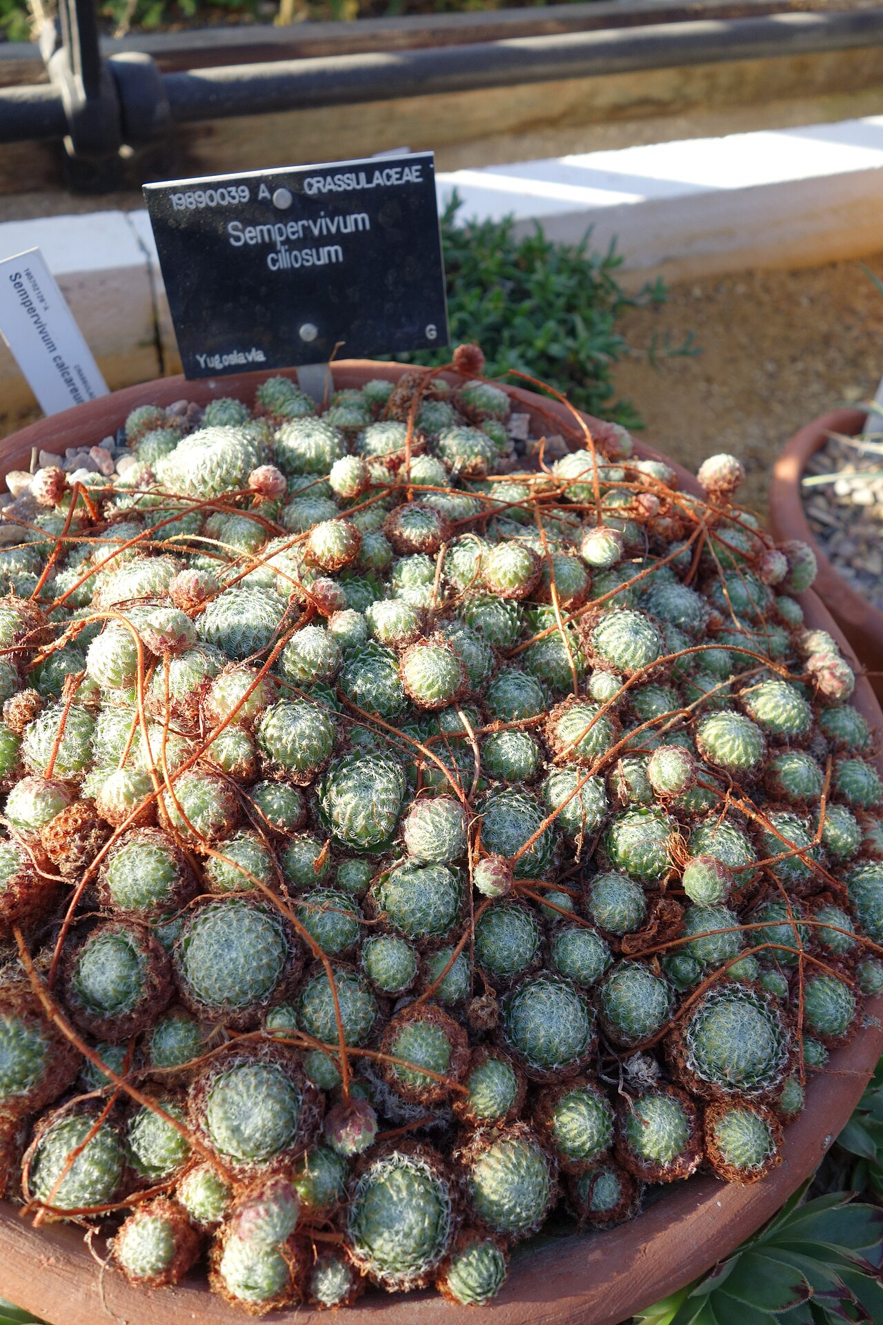 Sempervivum ciliosum: plant