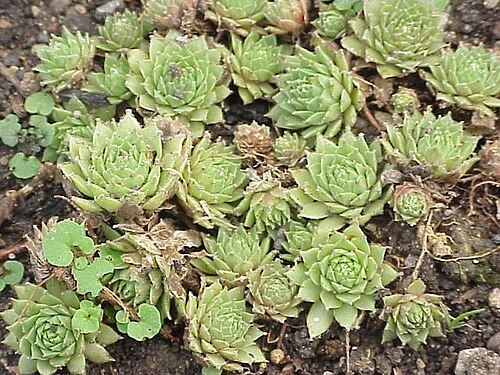 Sempervivum ciliosum: Species : Sempervivum ciliosum Family : Crassulaceae Image No. 1