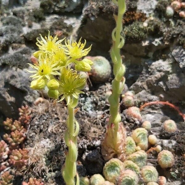 Sempervivum ciliosum (Sempervivum ciliosum)