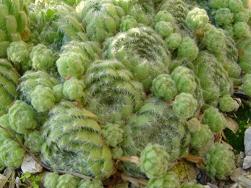 Sempervivum ciliosum: Sempervivum ciliosum var. borisii