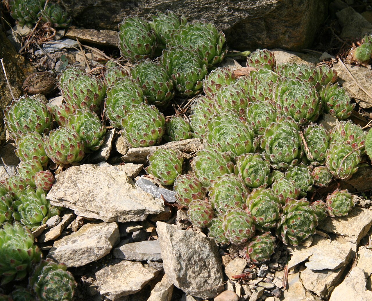 Sempervivum ciliosum: Sempervivum ciliosum im Botanischen Garten Dresden