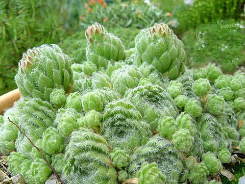 Sempervivum ciliosum: Sempervivum ciliosum var. borisii