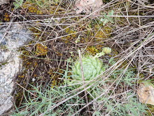 Sempervivum ciliosum (Sempervivum ciliosum)