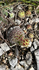 Sempervivum ciliosum (Sempervivum ciliosum)