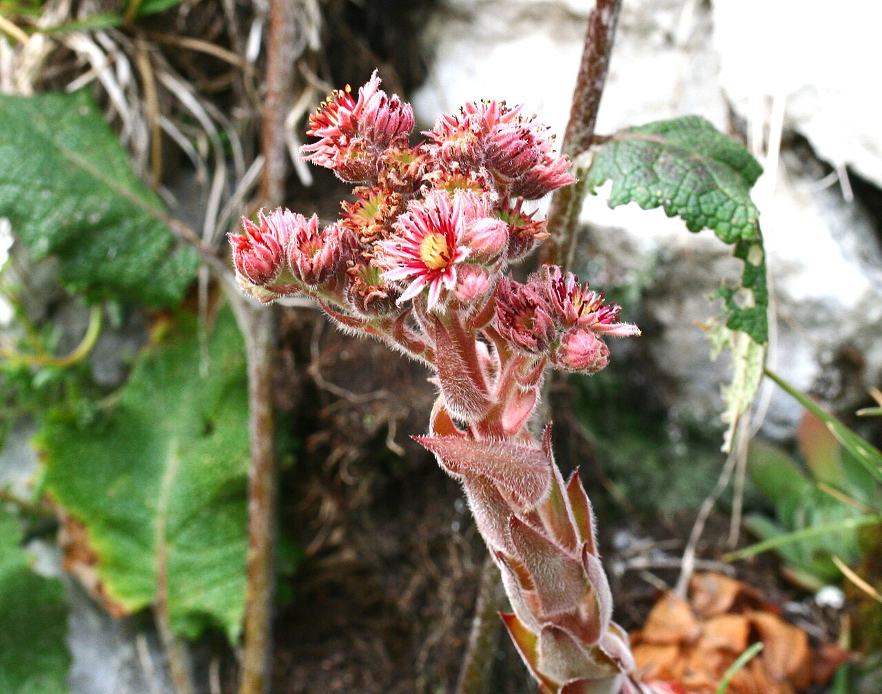 Sempervivum dolomiticum: Semprevivo delle Dolomiti (Sempervivum dolomiticum) - Giardino Botanico delle Alpi Orientali Faverghera, Limana (BL), 1500 m s.l.m. - Agosto 2007