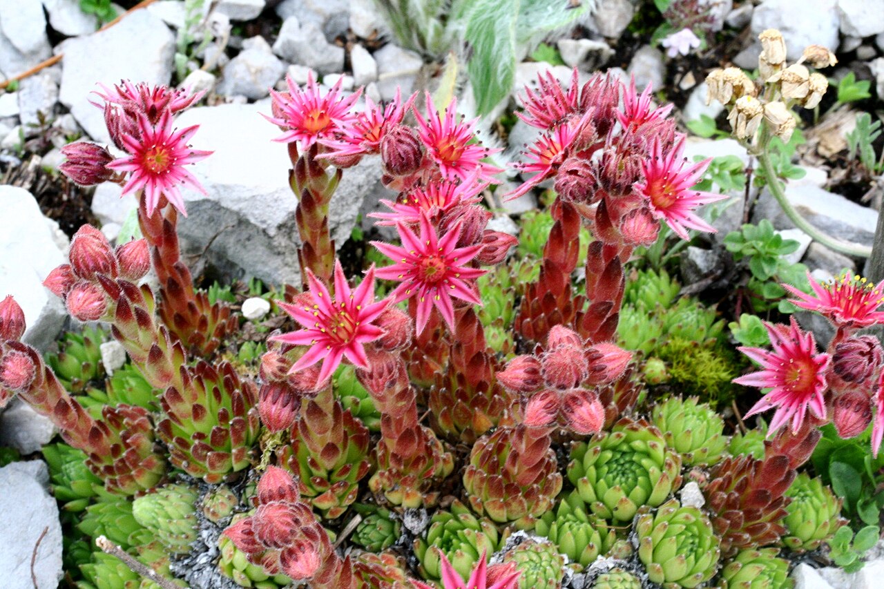 Sempervivum dolomiticum: Semprevivo delle Dolomiti (Sempervivum dolomiticum) - Giardino Botanico delle Alpi Orientali Faverghera, Limana (BL), 1500 m s.l.m. - Giugno 2007