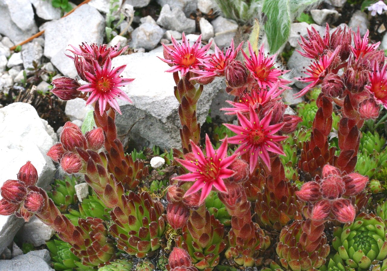 Sempervivum dolomiticum: Semprevivo delle Dolomiti (Sempervivum dolomiticum) - Giardino Botanico delle Alpi Orientali Faverghera, Limana (BL), 1500 m s.l.m. - Giugno 2007