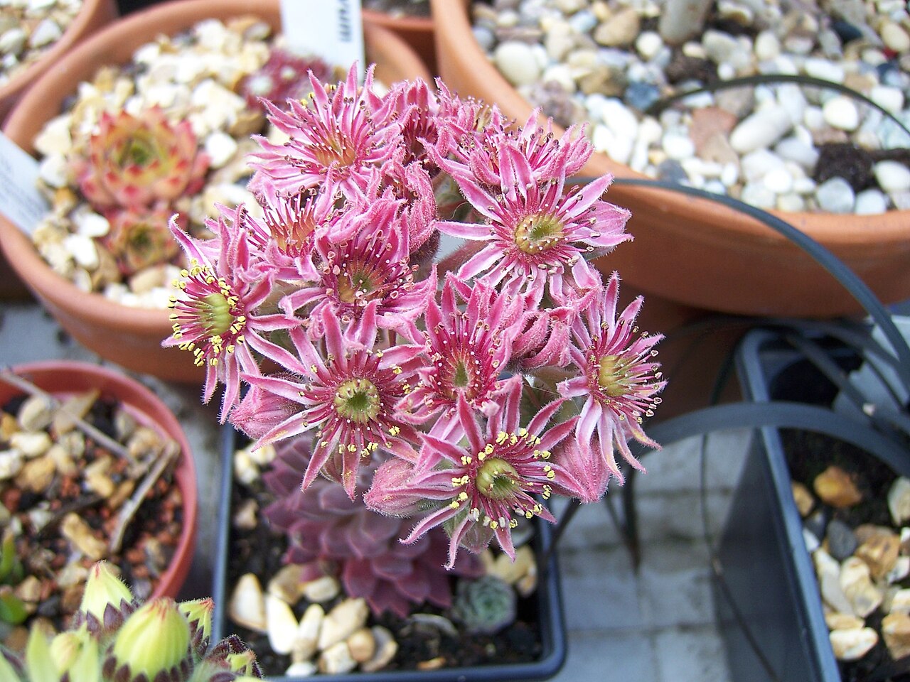 Sempervivum dolomiticum: Sempervivum Dolmiticum X Montanum